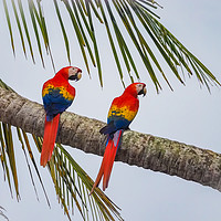 Buy canvas prints of  Drake Bay  Views around Costa Rica  by Gail Johnson