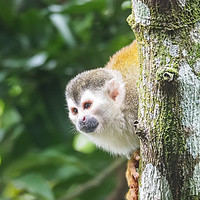Buy canvas prints of  Squirrel Monkey   Views around Costa Rica  by Gail Johnson
