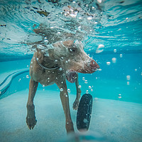 Buy canvas prints of Weimaraner  in the pool by Gail Johnson