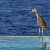 Buy canvas prints of   Heron Curacao Views by Gail Johnson