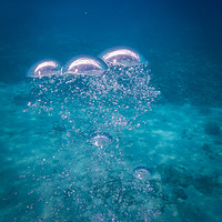 Buy canvas prints of Divers and their bubbles in the ocean  on Curacao  by Gail Johnson