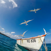 Buy canvas prints of   Swimming with fish and turtles Curacao views  by Gail Johnson