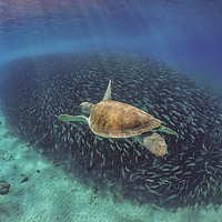 Buy canvas prints of   Swimming with fish and turtles Curacao views  by Gail Johnson