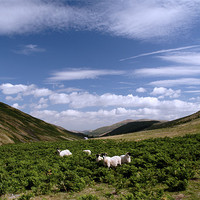 Buy canvas prints of Mountain sheep in the Cheviots by Gail Johnson