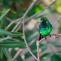 Buy canvas prints of Emerald Green hummingbird in Curacao  by Gail Johnson