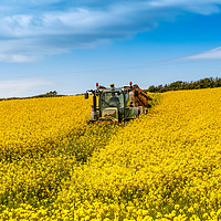 Buy canvas prints of Rapeseed Field in full bloom Isle of Anglesey Nort by Gail Johnson