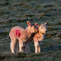 Buy canvas prints of Lambs by Gail Johnson