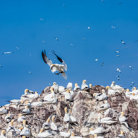 Buy canvas prints of Bass Rock the home to over 10,000 Gannets Scotland by Gail Johnson