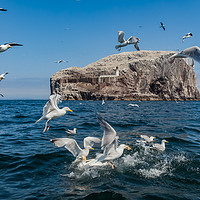 Buy canvas prints of Bass Rock the home to over 10,000 Gannets Scotland by Gail Johnson