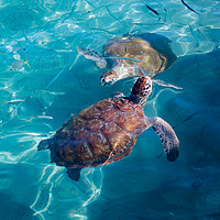 Buy canvas prints of Turtles coming up for air  by Gail Johnson