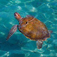 Buy canvas prints of Turtle coming up for air by Gail Johnson