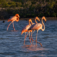 Buy canvas prints of Flamingos feeding at a salt pan by Gail Johnson