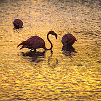 Buy canvas prints of Flamingos in the sunset Views around the Caribbean by Gail Johnson