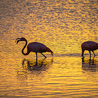 Buy canvas prints of Flamingos in the sunset Views around the Caribbean by Gail Johnson