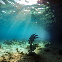 Buy canvas prints of Underwater views of coral aorund the Caribbean isl by Gail Johnson