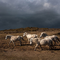 Buy canvas prints of Wild welsh ponies by Gail Johnson