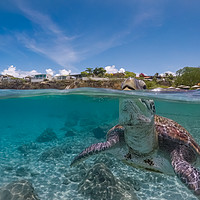 Buy canvas prints of Green turtle coming up for air, Curacao, Caribbean by Gail Johnson