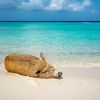 Buy canvas prints of Wild Pig on a beach, Curacao, caribbean   by Gail Johnson