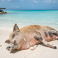 Buy canvas prints of Wild Pig on a beach, Curacao, caribbean by Gail Johnson