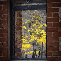Buy canvas prints of window to yellow trees by Gail Johnson