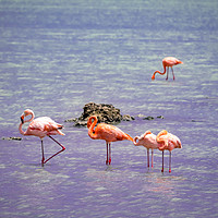 Buy canvas prints of Flamingos at Boca Smai Salt Pan  Views around the  by Gail Johnson