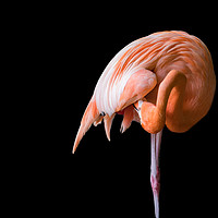 Buy canvas prints of Flamingo preening  by Gail Johnson