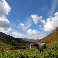 Buy canvas prints of Wild Welsh Ponies by Gail Johnson