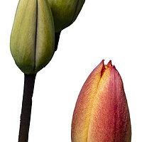 Buy canvas prints of Tulips by Glen Allen