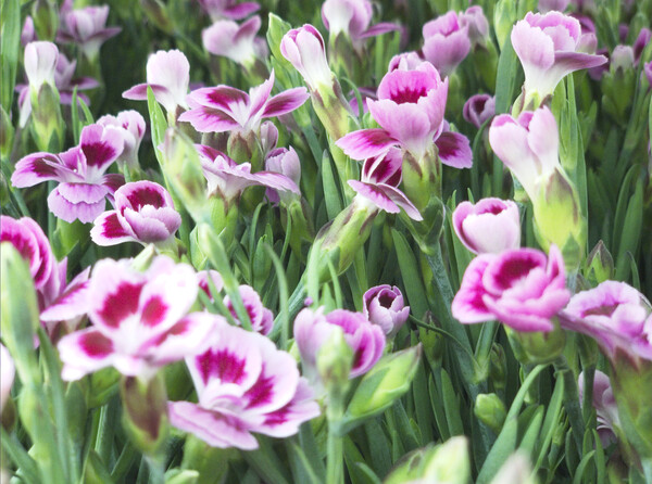 Wild Flowers Carnation Clove Pink Picture Board by Glen Allen