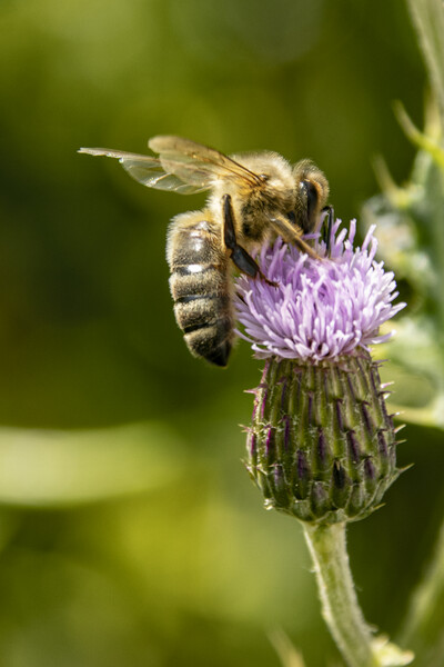 Pollination Picture Board by Glen Allen