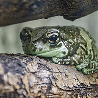 Buy canvas prints of Bufotes (European Green Toad) by Glen Allen
