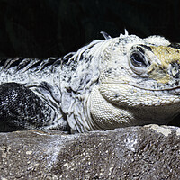 Buy canvas prints of Iguana by Glen Allen