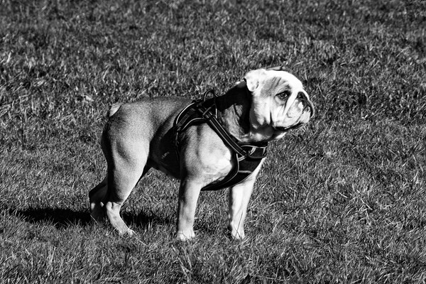 Betsy the Bulldog - Mono Picture Board by Glen Allen