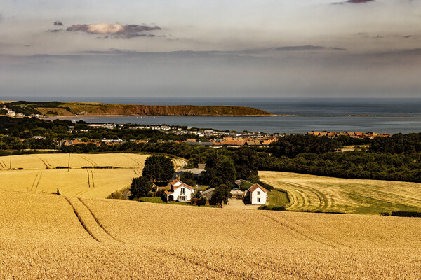 Golden Fields of Wheat in Hunmanby Overlooking Filey Bay and Filey Brigg Picture Board by Glen Allen