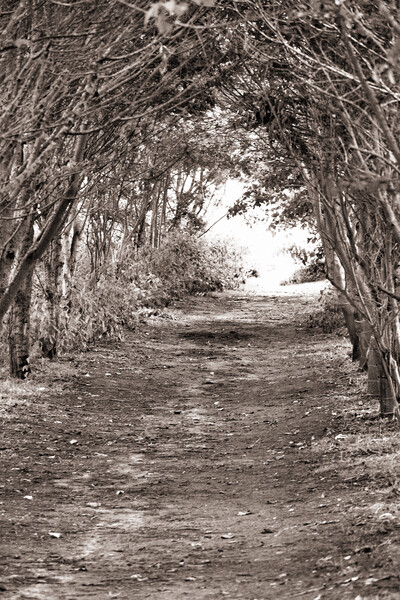 Tree Archway - Sepia Picture Board by Glen Allen