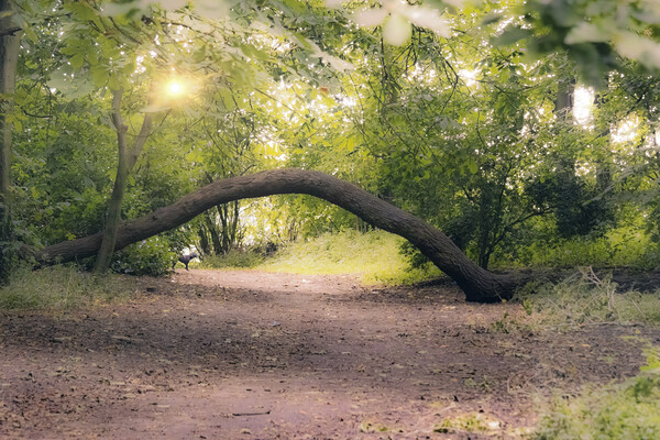 Mystical Woodland Path Picture Board by Glen Allen