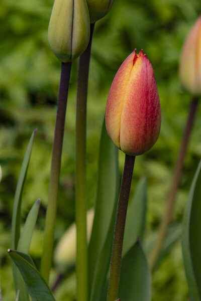Tulip Picture Board by Glen Allen