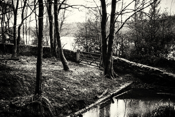 Ogden Water Woodland - Mono Picture Board by Glen Allen