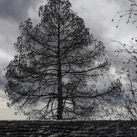 Buy canvas prints of Winter Tree 2023 by Glen Allen