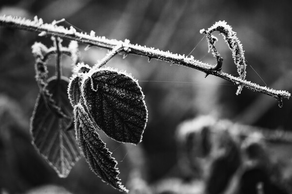 Winter Leaves Low Key Mono Picture Board by Glen Allen
