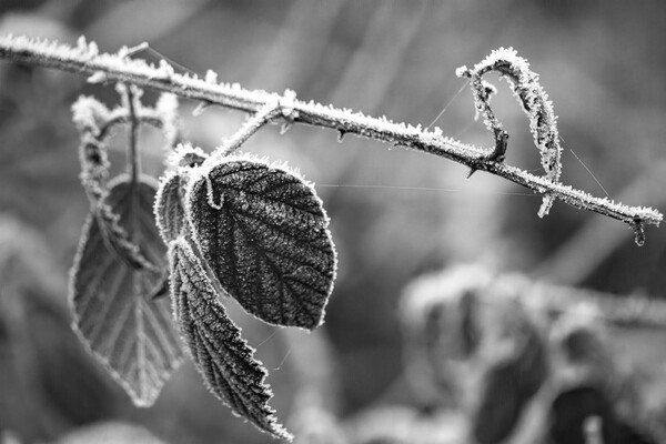 Winter Leaves - Mono Picture Board by Glen Allen