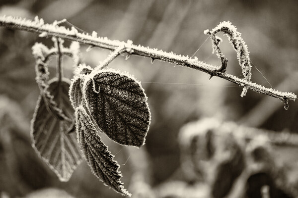 Winter Leaves - Sepia Picture Board by Glen Allen