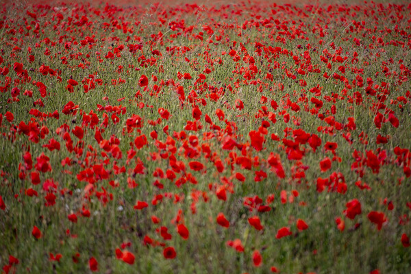 Field of Poppies Picture Board by Glen Allen