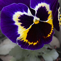Buy canvas prints of Pansy by Glen Allen
