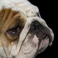 Buy canvas prints of British Bulldog by Glen Allen