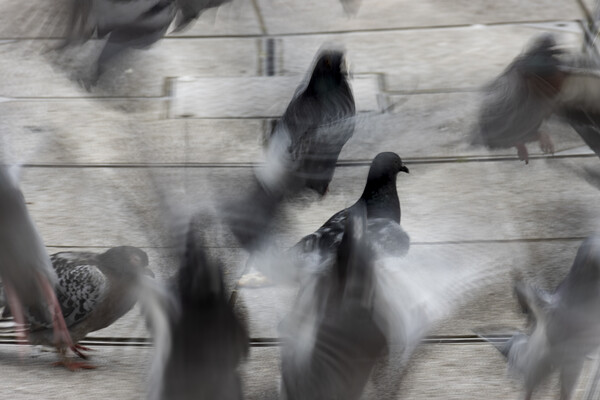 Pigeons Picture Board by Glen Allen