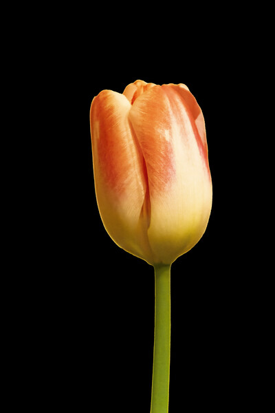 Tulip on Black Picture Board by Glen Allen