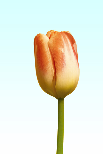 Tulip on blue and white Picture Board by Glen Allen