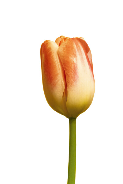 Tulip on white Picture Board by Glen Allen