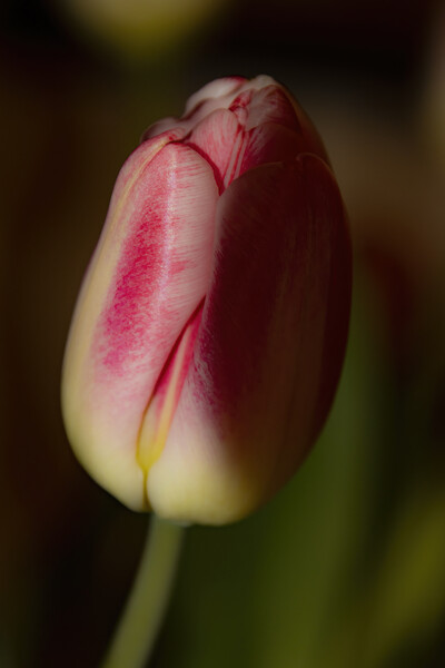 Tulip 02 Picture Board by Glen Allen